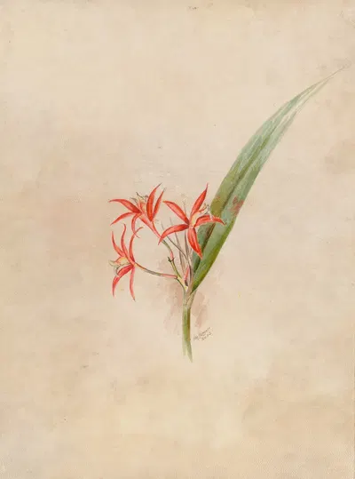 Iconographie des orchidées du Brésil Pl.61 by João Barbosa Rodrigues, 1869-1888 — digital art print download