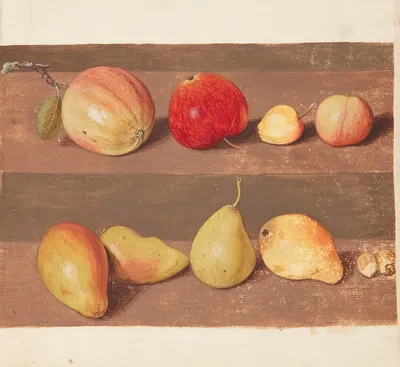 Studie af æbler og pærer by Johanna Fosie, 1747 — digital art print download