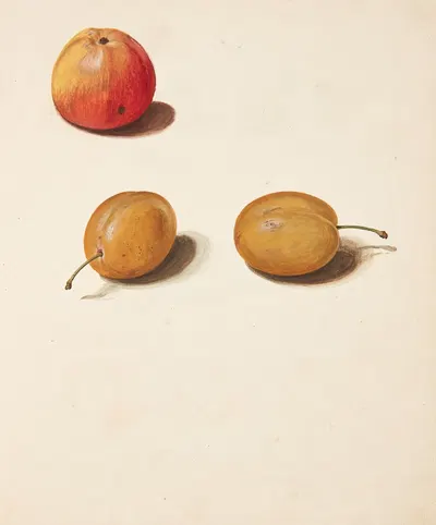 Studie af æble og blommer by Johanna Fosie, 1750 — digital art print download