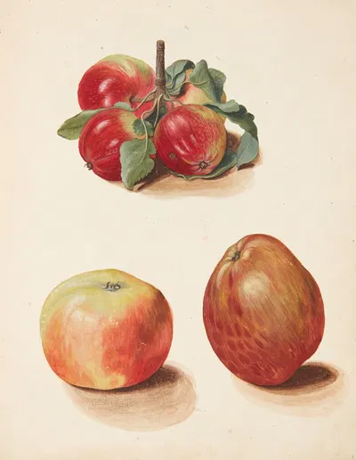 Studie af æbler by Johanna Fosie, 1751 — digital art print download