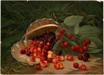 Cherries by Virginia Granberry — digital art print download