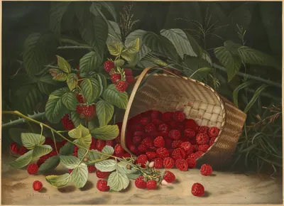 Raspberries by Virginia Granberry — digital art print download
