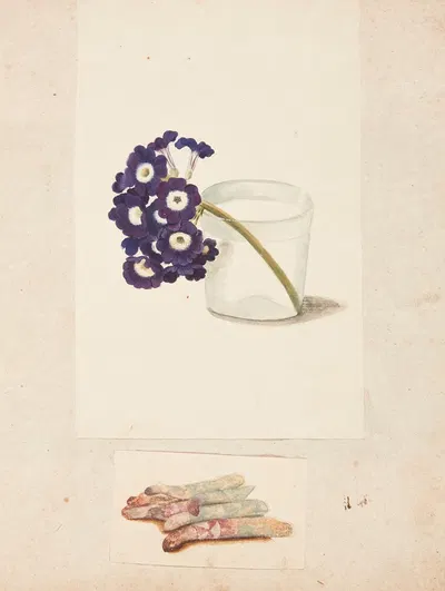 Studie af blomst i glas med vand og hvide asparges by Johanna Fosie — digital art print download