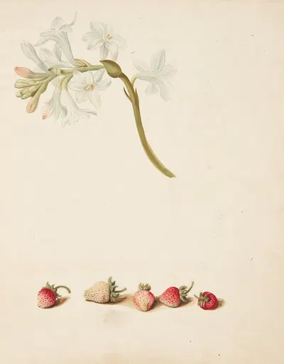 Studie af blomst og jordbær by Johanna Fosie, 1749 — digital art print download