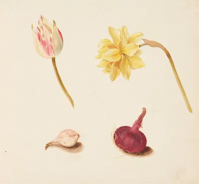 Studie af blomster og løg by Johanna Fosie, 1748 — digital art print download