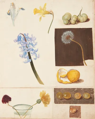 Studie af blomster, frugter og grønne tomater by Johanna Fosie, 1748 — digital art print download