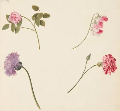 Studie af blomster by Johanna Fosie, 1749 — digital art print download