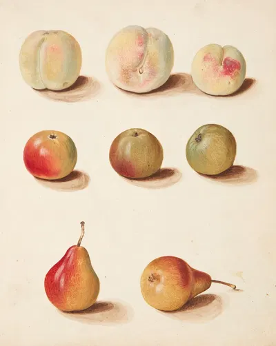 Studie af fersken, æble og pære by Johanna Fosie, 1749 — digital art print download