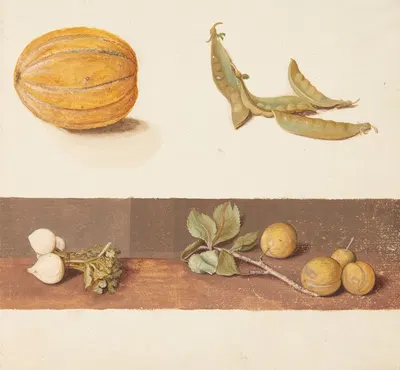 Studie af frugt og grønt by Johanna Fosie, 1749 — digital art print download