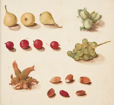 Studie af frugter bær, og nødder by Johanna Fosie, 1749 — digital art print download