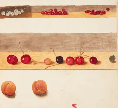 Studie af frugter og bær by Johanna Fosie, 1747 — digital art print download