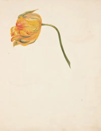 Studie af gul tulipan by Johanna Fosie, 1753 — digital art print download