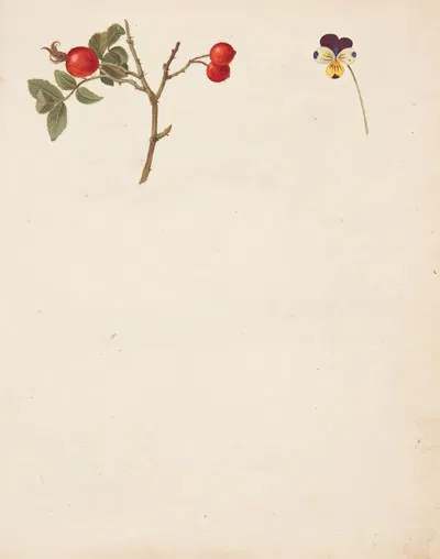 Studie af hyben og stedmoderblomst by Johanna Fosie, 1750 — digital art print download