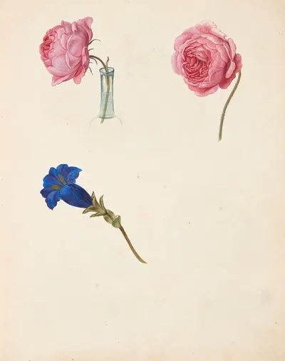 Studie af lyserød rose og blå blomst by Johanna Fosie, 1751 — digital art print download