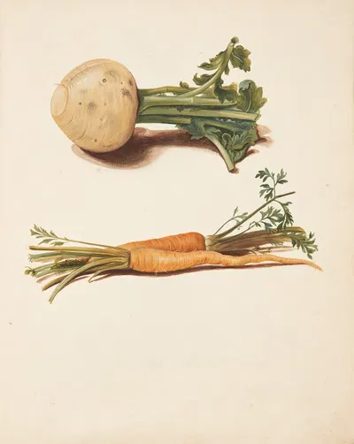 Studie af majroe og gulerødder by Johanna Fosie, 1751 — digital art print download