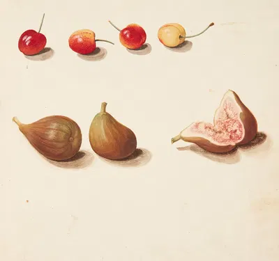 Studie af moreller og figner by Johanna Fosie, 1749 — digital art print download