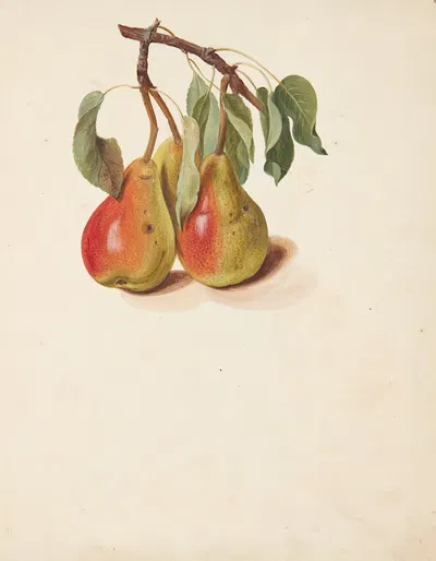 Studie af pærer by Johanna Fosie, 1751 — digital art print download