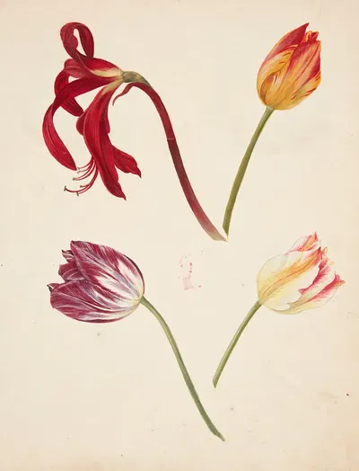 Studie af tulipaner by Johanna Fosie — digital art print download