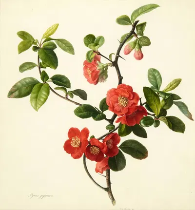 Pyrus japonica (Japanese quince) by Mary Lawrance, 1806 — digital art print download