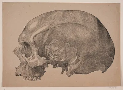 Kranium by Андреас Флинч, 1837 – 1838 — digital art print download