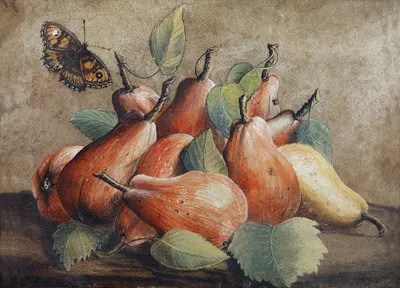 Stillleben Mit Birnen Und Einem Schmetterling by Giovanna Garzoni — digital art print download