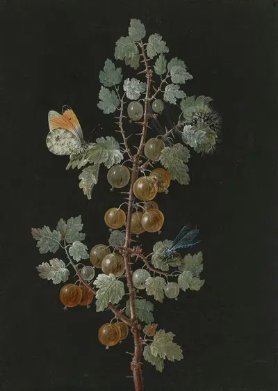 A Branch of Gooseberries with a Dragonfly, an Orange-Tip Butterfly, and a Caterpillar by Barbara Regina Dietzsch, 1725-1783…