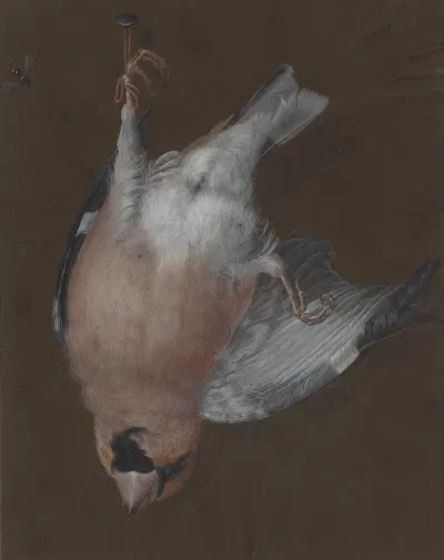 A Rose-Breasted Finch Hanging from a Nail by Barbara Regina Dietzsch, c. 1760 — digital art print download