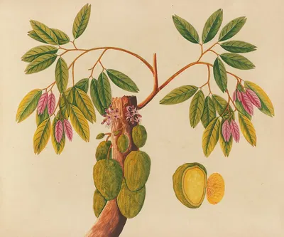 Album of watercolors of Asian fruits and flowers Pl.38 by Anonymous, 1798-1810 — digital art print download