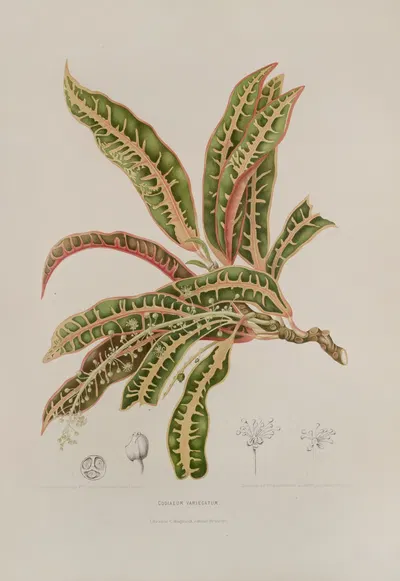 Fleurs, fruits et feuillages choisis de l'ille de Java Pl.01 by Berthe Hoola van Nooten, 1880 — digital art print download