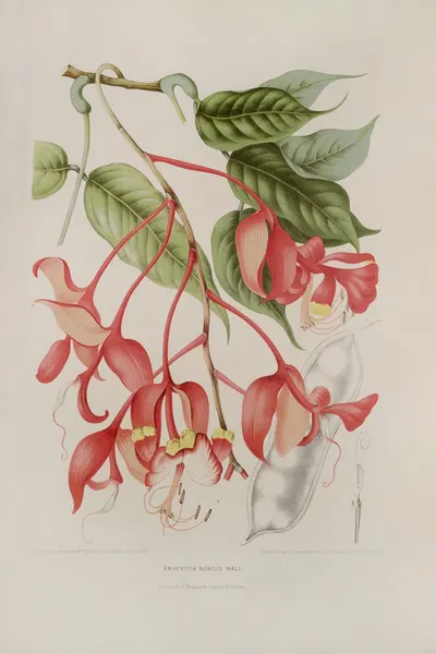 Fleurs, fruits et feuillages choisis de l'ille de Java Pl.02 by Berthe Hoola van Nooten, 1880 — digital art print download