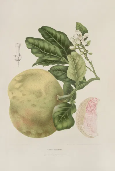Fleurs, fruits et feuillages choisis de l'ille de Java Pl.03 by Berthe Hoola van Nooten, 1880 — digital art print download