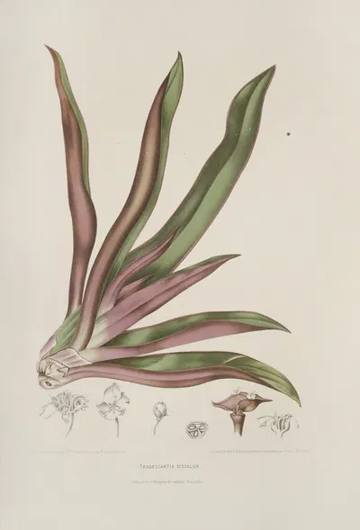 Fleurs, fruits et feuillages choisis de l'ille de Java Pl.05 by Berthe Hoola van Nooten, 1880 — digital art print download