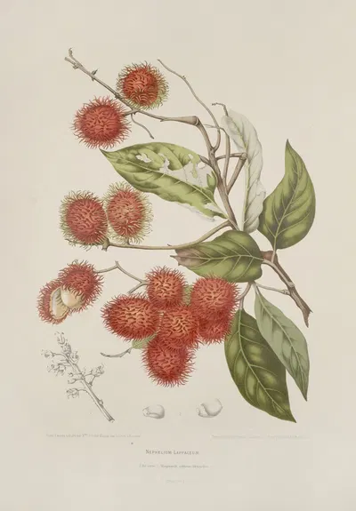 Fleurs, fruits et feuillages choisis de l'ille de Java Pl.07 by Berthe Hoola van Nooten, 1880 — digital art print download