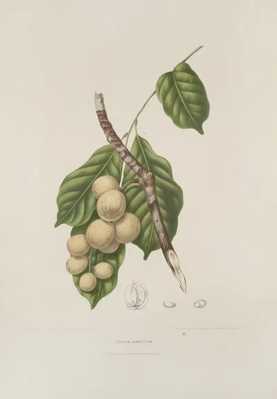 Fleurs, fruits et feuillages choisis de l'ille de Java Pl.08 by Berthe Hoola van Nooten, 1880 — digital art print download