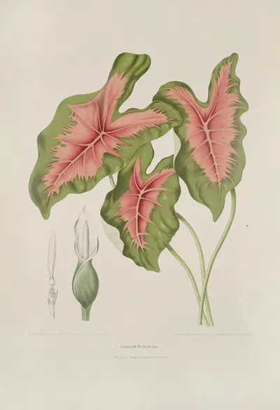 Fleurs, fruits et feuillages choisis de l'ille de Java Pl.09 by Berthe Hoola van Nooten, 1880 — digital art print download