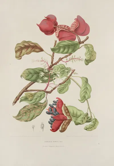 Fleurs, fruits et feuillages choisis de l'ille de Java Pl.11 by Berthe Hoola van Nooten, 1880 — digital art print download