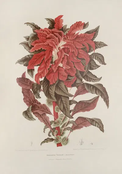 Fleurs, fruits et feuillages choisis de l'ille de Java Pl.13 by Berthe Hoola van Nooten, 1880 — digital art print download