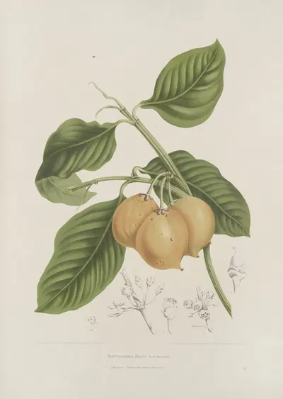 Fleurs, fruits et feuillages choisis de l'ille de Java Pl.15 by Berthe Hoola van Nooten, 1880 — digital art print download