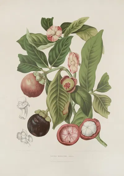 Fleurs, fruits et feuillages choisis de l'ille de Java Pl.16 by Berthe Hoola van Nooten, 1880 — digital art print download