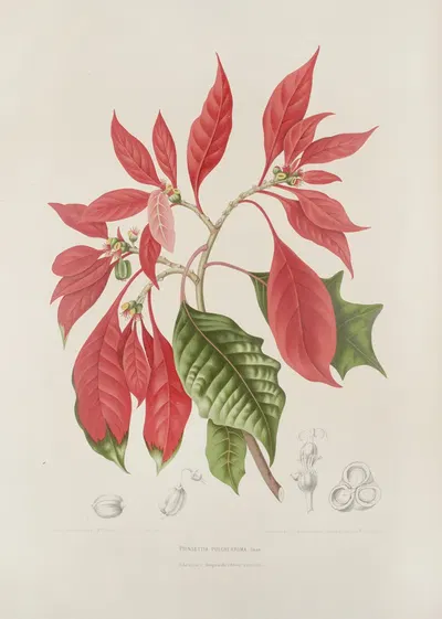 Fleurs, fruits et feuillages choisis de l'ille de Java Pl.17 by Berthe Hoola van Nooten, 1880 — digital art print download