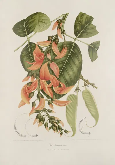 Fleurs, fruits et feuillages choisis de l'ille de Java Pl.18 by Berthe Hoola van Nooten, 1880 — digital art print download