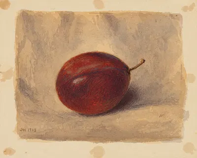 Plum by Джон Генри Хилл, 1903 — digital art print download
