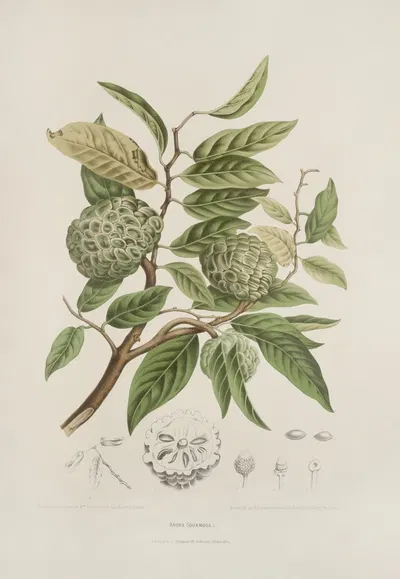 Fleurs, fruits et feuillages choisis de l'ille de Java Pl.19 by Berthe Hoola van Nooten, 1880 — digital art print download