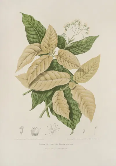 Fleurs, fruits et feuillages choisis de l'ille de Java Pl.21 by Berthe Hoola van Nooten, 1880 — digital art print download
