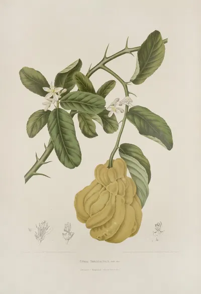 Fleurs, fruits et feuillages choisis de l'ille de Java Pl.23 by Berthe Hoola van Nooten, 1880 — digital art print download