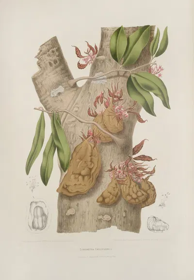 Fleurs, fruits et feuillages choisis de l'ille de Java Pl.24 by Berthe Hoola van Nooten, 1880 — digital art print download