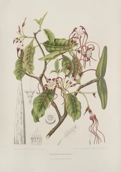 Fleurs, fruits et feuillages choisis de l'ille de Java Pl.25 by Berthe Hoola van Nooten, 1880 — digital art print download