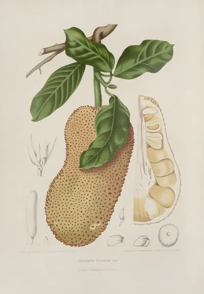 Fleurs, fruits et feuillages choisis de l'ille de Java Pl.26 by Berthe Hoola van Nooten, 1880 — digital art print download