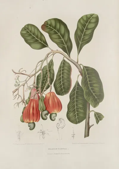 Fleurs, fruits et feuillages choisis de l'ille de Java Pl.27 by Berthe Hoola van Nooten, 1880 — digital art print download