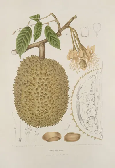 Fleurs, fruits et feuillages choisis de l'ille de Java Pl.28 by Berthe Hoola van Nooten, 1880 — digital art print download